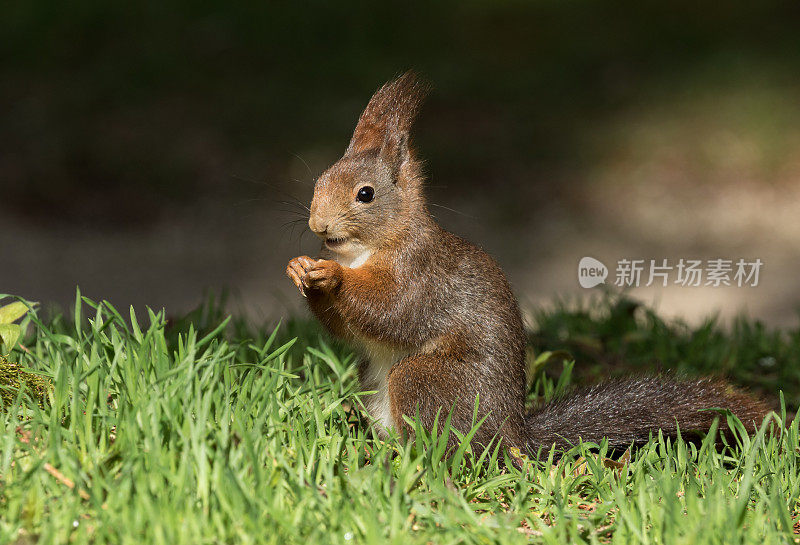 欧亚红松鼠(Sciurus vulgaris)